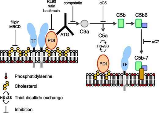 Figure 7. Proposed mechanism of TF activation by ATG. TF is maintained in a predominantly noncoagulant (cryptic) state by possible mechanisms of tonic inhibition by cholesterol-rich lipid rafts, homo- or hetero-dimerization, association with PDI, and/or sequestration of PS to the inner membrane leaflet (left). We propose that ATG binds to surface-located PDI in close proximity of the cryptic pools of TF and activates complement through the classical pathway. Formation of the initial membrane insertion complex C5b-7 is critical for TF activation and PS exposure (right), but full MAC assembly leading to lytic PS externalization is not required. PDI-dependent thiol-disulfide exchange reactions occur following C5 conversion through engagement of complement regulatory proteins,35 resulting in depletion of membrane reductive equivalents (ie, thioredoxin-1) with consecutive PDI and TF oxidation.38 Rearrangements of the cell membrane by C5b-7 insertion may lead to PS exposure in raft domains and thus facilitate dissociation of TF from regulatory proteins and/or TF oxidation.