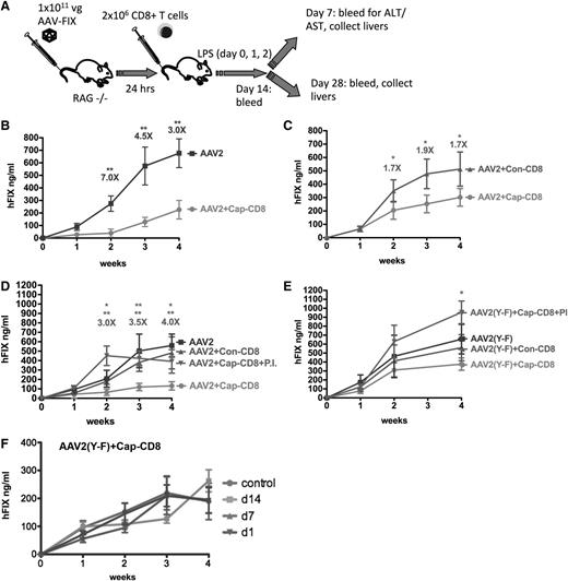 Figure 1. Effects of AAV capsid-specific CD8+ T cells on systemic liver-derived hF.IX expression in vivo. (A) Diagram of in vivo model and experimental outline: In vitro expanded capsid-specific, Ld-restricted CD8+ T cells (cap-CD8) isolated from BALB/c mice were adoptively transferred by tail vein injection into Rag-1 −/− BALB/c mice 24 hours after administration of AAV-ApoE/hAAT-hF.IX vector (1 × 1011 vg per mouse; n = 4 per experimental group). As negative control cells, CD8+ T cells specific for the influenza dominant epitope (con-CD8) were generated in BALB/c mice and in vitro expanded in parallel. Mice received cap-CD8, con-CD8, or no cells as indicated in each panel. Following T- cell transfer, mice were treated with LPS on days 0, 1, and 2 to provide an additional activation signal. Systemic hF.IX levels were measured as a function of time after administration of the following vectors: AAV2 (B), AAV2 (without LPS administration) (C), AAV2 in absence or presence of proteasome inhibitor bortezomib (PI) (D), or AAV2(Y-F) in absence or presence of PI (E). Fold differences of hF.IX levels for mice treated with con-CD8 and cap-CD8 are indicated (except for panel B, which is no CD8 compared with cap-CD8). Data are average ± standard deviation (SD) for each time point with n = 5 per experimental group. *P < .05; **P < .01 using Student t test for each time point. (F) Systemic hF.IX levels as a function of time after AAV2(Y-F) vector administration to Rag-1 −/− BALB/c mice that received cap-CD8 cells at the indicated time points or no cells (control; n = 4 per group).