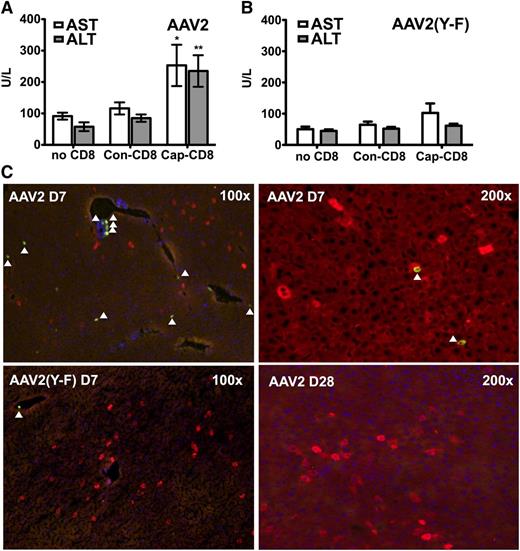 Figure 2. Liver toxicity caused by AAV capsid-specific CD8+ T cells. Circulating liver enzyme (AST and ALT) levels in Rag-1 −/− BALB/c mice were measured in serum collected 7 days after adoptive transfer of CD8+ T cells (as outlined in Figure 4A: AAV capsid-specific, cap-CD8; control cells, con-CD8; or no cells; n = 4 per experimental group). (A) AAV2. (B) AAV2(Y-F). Data are average ± SD. *P < .05; **P < .01 using Student t test (comparison between mice treated with cap-CD8 and con-CD8). (C) Liver cryosections were generated for the same day-7 time point. Antibody stains show CD8+ T cells (green) and hF.IX+ hepatocytes (red). Representative examples at the indicated original magnification are shown for mice having received cap-CD8 cells and the following vector capsid: AAV2 (upper panels); AAV2(Y-F) (lower left panel); day 28 after AAV2 vector administration (lower right panel). Arrows depict CD8+ cells. Original magnifications are as indicated for each panel.
