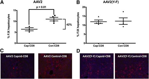 Figure 3. Quantification of hF.IX+ hepatocytes 1 month after adoptive transfer of cap-CD8 or con-CD8 cells. Mice had been transduced with AAV2-hF.IX (A) or AAV2(Y-F)-hF.IX (B) vector. Percent decrease of hF.IX levels from cap-CD8 cells is indicated. Data from individual mice (n = 3-4 per group, with 10 random low-power fields for each liver) as well as averages are graphed. P values for significant differences are indicated. Representative hF.IX stains (red) are shown for AAV2 (C) and AAV2(Y-F) (D).