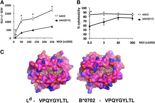 Figure 5. Capsid antigen presentation and killing assay in vitro in AAV-transduced human hepatocytes. HHL5 human hepatocytes were transduced in vitro at increasing MOI with AAV2 or AAV2(Y-F) vectors. (A) Levels of antigen presentation measured with Jurma-VPQ reporter cells 24 hours after vector transduction. Jurma-VPQ cells were added in culture overnight at a ratio of 10:1 reporter:target. RLU, relative light units. (B) CTL assay. HHL5 target cells were transduced overnight and cocultured for 4 hours with effector cells derived by peripheral blood mononuclear cells at an effector:target ratio of 10:1. Percent cytotoxicity was measured relative to a maximum lactate dehydrogenase release (tritonX-treated targets) after background subtraction. All results are reported as average ± standard error of the mean. *P < .05, unpaired, 2-tailed t test. (C) The peptide VPQYGYLTL is shown bound to H2-Ld based on the crystal structure of SPLDSLWWI bound to H2-Ld in Protein Data Bank code 3TJH. VPQYGYLTL is shown as yellow sticks for carbon, blue for nitrogen, and red for oxygen. The peptide VPQYGYLTL is shown bound to HLA-B*-07:02 as modeled from the crystal structure of HLA-B8 from PDB code 3SPV (95.7% identical to HLA-B*07:02:01). The molecular surfaces of H2-Ld and HLA-B*07:02:01 are shown as orange for carbon, blue for nitrogen, and red for oxygen.