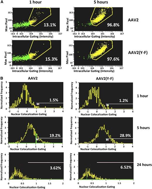 Figure 6. Cell entry and nuclear colocalization of AAV vectors. The human hepatocyte cell line HHL5 was incubated with AAV vectors at an MOI of 105 in a tissue culture incubator and assayed at 1, 5, and 24 hours for virus nuclear colocalization on an ImageStream imaging flow cytometer. (A) Virus intracellular localization. Five hours after the time course started, virtually all virions were internalized into hepatocytes. (B) Colocalization of fluorescently labeled viral particles and nuclei, shown as percent of total viral particles. Results from 1 representative experiment. All experiments were repeated and analyzed at least twice.