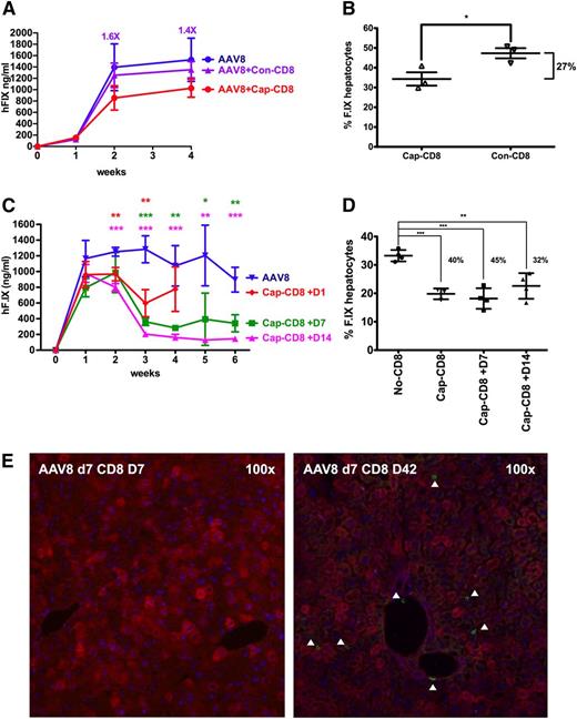 Figure 7. Effects of capsid-specific CD8+ T cells on hF.IX expression from an AAV8 vector. In vitro expanded capsid-specific, Ld-restricted CD8+ T cells (cap-CD8) isolated from BALB/c mice were adoptively transferred by tail vein injection into Rag-1 −/− BALB/c mice after administration of AAV8-ApoE/hAAT-hF.IX vector (1 × 1011 vg per mouse; n = 4 per experimental group). Cells were given 1 day (A-B) or 1 day, 7 days, or 14 days (C-D) after vector administration. (A,C) Systemic hF.IX expression. (B) Percent hF.IX+ hepatocytes 4 weeks after gene transfer. Statistically significant differences to the control group: *P < .05; **P < .01; ***P < .001. (D) Percent hF.IX+ hepatocytes 6 weeks after gene transfer. (E) Immunostains for hF.IX and CD8+ T cells 1 and 6 weeks after cap-CD8 T-cell administration to mice that had received AAV8 vector 7 days prior. Analyses were performed as for Figure 1.