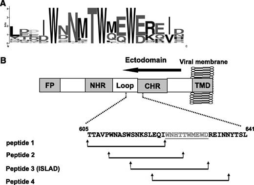 Figure 1. Conservation of the amino acids within the motif. (A) The y-axis is in bits, which is equal to the relative entropy of the motif in relation to a uniform background frequency model. (B) The figure is a schematic representation of regions within the ectodomain of gp41. Starting from the N terminus is the FP, N-heptad repeat (NHR), loop, CHR, and TMD. The location of the motif is presented, as well as the peptides derived from that region (peptides 1-4). Residue numbers and sequence correspond to the HXB2 HIV-1 gp160 variant.