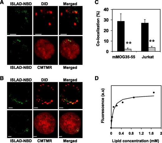 Figure 3. ISLAD colocalizes with T-cell membranes with high membrane binding affinity. T cells were loaded with the membrane fluorescent dye DiD or with the cytoplasmic fluorescent dye CMTMR, and then fluorescent NBD-ISLAD was added to cells. Cellular localization of the peptides in mMOG35-55 T cells (A) and in Jurkat T cells (B) were observed using confocal microscopy. The left column is the fluorescence of NBD-ISLAD alone (green). The middle column is the fluorescence of the cytoplasmic or membrane dye (red). The right column is the merged image of them. (C) The graphs shows the percentages of colocalization ± SD between ISLAD and cell membrane (black) or between ISLAD and cytoplasm of the cell (gray) in T cells. (D) The graph shows the fluorescent measurements of ISLAD-membrane interactions. Peptides were titrated with increasing concentrations of PC/Chol (9:1) LUVs, and changes in fluorescence anisotropy of their intrinsic Trp were measured. The fitting curve from the nonlinear least-squares model is presented (supplemental methods, Equation 1), which gives the membrane binding affinity constant. Scale bars represent 2 µM. **P < .01. a.u, arbitrary units.