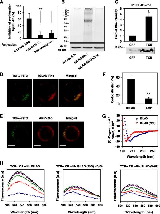 Figure 4. The interaction of ISLAD with the TCR complex. (A) ISLAD only inhibits T-cell proliferative signals that result from TCR engagement through APCs. MOG35-55–specific line T cells were activated in the presence of ISLAD (1 µM) by the following agents: (1) MOG35-55 antigen and APCs, (2) CD3 and CD28 antibodies (2 µg/mL), and (3) PMA (50 ng/mL) and ionomycin (1 μM). The uninhibited T-cell proliferative responses were 707 ± 97 cpm and 14 822 ± 1541 cpm for CD3/CD28 antibodies and PMA/ionomycin, respectively. The background proliferation levels in the absence of CD3/CD28 antibodies and PMA/ionomycin were 66 ± 6 cpm and 105 ± 17 cpm, respectively. Results presented are the mean % inhibition ± SD of the proliferative response relative to the control (in the absence of HIV peptide) from a representative experiment (out of 2 experiments). (B) Biochemical analysis of ISLAD’s interaction with T-cell proteins is shown. Jurkat T cells were incubated with 1 μM fluorescently labeled rhodamine (Rho)-ISLAD or its mutant Rho-ISLAD (W/G), and then cross-linked and lysed. The T-cell proteins were resolved by SDS-PAGE, and proteins bound to Rho-peptides were detected by the fluorescence of rhodamine (the ladder of protein sizes is indicated in kDa). Subsequently, the gel was transferred to a membrane and probed for actin. (C) Jurkat T cells were incubated with Rho-ISLAD, lysed, and immunoprecipitated with antibodies to TCR-α or GFP. Bound proteins were separated by SDS-PAGE and analyzed for the presence of the fluorescently labeled peptides. Results are presented as the mean fold of fluorescence intensity relative to the control (GFP) ± SD (n = 2). (D-E) The images show the colocalization of ISLAD with cellular TCR-α by using confocal microscopy. Activated mMOG35-55 T cells were probed with antibodies against TCR-α, followed by staining with secondary FITC-labeled antibodies (green, left column) and with rhodamine fluorescent peptides (red, middle column). The right column is the merged image of the molecules. In (D), the molecules were stained with Rho-labeled ISLAD, and in (E) they were stained with the Rho-labeled control peptide, AMP. (F) The graphs shows the percentage of colocalization ± SD between TCR-α and the peptides (ISLAD or AMP). (G) ISLAD forms an α-helical structure in a lipid environment; the graphs shows the circular dichroism spectra of ISLAD and its mutant, ISLAD (W/G), in 1% lysophosphatidylcholine in HEPES (N-2-hydroxyethylpiperazine-N'-2-ethanesulfonic acid). (H) The graphs show the changes in the membrane-bound state of the NBD-labeled CP of the TCR-α TMD upon the addition of ISLAD. The fluorescent experiments were performed using the NBD-labeled CP from the TCR-α TMD. Fluorescence spectra excitation was set at 467 nm, and an emission scan was at 500-600 nm. NBD-CP was first added to a dispersion of PC/Chol (9:1) LUVs in PBS. This was followed by the addition of unlabeled ISLAD (left) and the control peptides ISLAD (E/G), (D/G) (middle), and ISLAD (W/G) (right) in several sequential doses. Fluorescence spectra were obtained in different NBD-labeled CP/HIV peptide ratios ranging from 40:1 to 5:1 (corresponding to the blue line up to the black line, respectively). Scale bars represent 2 µM. *P < .05; **P < .01.