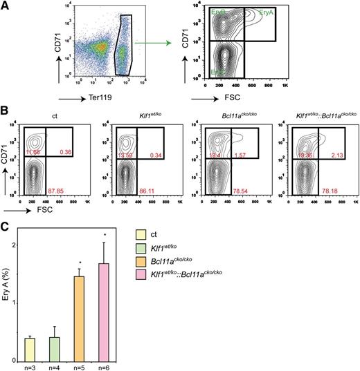 Figure 3. Flow cytometry analysis of stress erythropoiesis in the spleen. (A) Gating strategy of Ter119 and CD71-stained splenocytes to define the EryA, EryB, and EryC populations.33 The most immature cells are in the EryA population (CD71+, forward scatter (FSC)high). (B) Examples of flow cytometry plots with percentages of EryA, EryB, and EryC populations indicated. (C) EryA populations in the spleens of mice with the four different genotypes. *P < .05 between mutant and control groups.