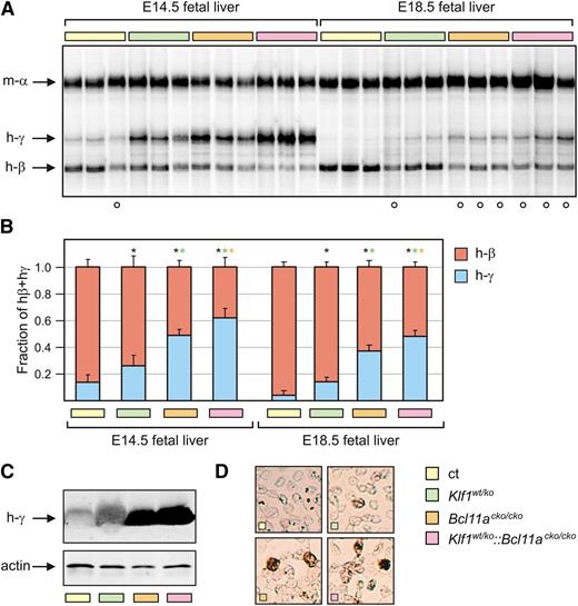 Figure 5. Analysis of γ-globin expression at E14.5 and E18.5. (A) S1 nuclease protection assay on E14.5 and E18.5 fetal liver RNA, detecting human γ-globin (h-γ) and human β-globin (hβ) messenger RNA (mRNA). Mouse α-globin was used as a loading control. (B) QRT-PCR analysis of human globin expression. γ/γ+β ratios are significantly higher in all mutant mice compared with the controls (n = 3 to 5 for each genotype and each time point). (C) Western blot on E18.5 blood samples detecting expression of γ-globin protein. Actin was used as a loading control. (D) Immunohistochemistry of γ-globin expression (brown) in E18.5 blood. The white circles in (A) denote embryos heterozygous for the human β-globin locus transgene. *P < .05 between mutant and control groups; P < .05 between mutant groups is indicated by a color-matched asterisk.