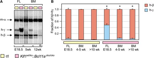 Figure 6. Expression of γ-globin in postnatal compound mutant mice. (A) S1 nuclease protection assay on bone marrow RNA from 5-week-old and 12-week-old mice, detecting human γ- and β-globin mRNA. Mouse α-globin was used as a loading control. For comparison, fetal liver (FL) RNA from E18.5 embryos was used. Note that the probe detecting γ-globin had a 10-fold higher specific activity than the one used in Figure 5. (B) QRT-PCR analysis of human globin expression (ct, n = 3 and Klf1wt/ko::Bcl11acko/cko, n = 4 for each time point). The white circle in (A) denotes an animal heterozygous for the human β-globin locus transgene. *P < .05 between age-matched mutant and control groups. BM, bone marrow.