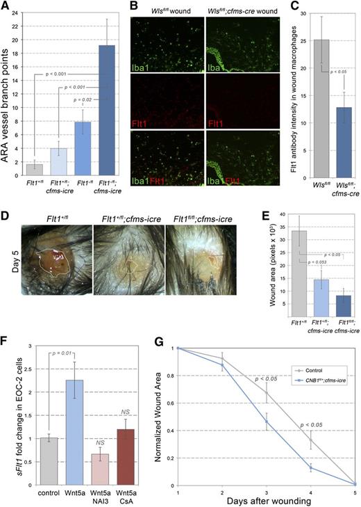 Figure 2. Macrophage Flt1 and CNB1 in wound repair. (A) Quantification of ARA vessels in Flt1 control and mutant aortas. (B,C) Immunolabeling for Iba1 (wound macrophages) and Flt1 in control (Wlsfl/fl) and mutant (Wlsfl/fl;cfms-icre) wound sections (B) and quantification of Flt1 staining intensity (C) (×100). (D) Images of wounds in Flt1 control and mutant animals 5 days after initial injury (×20). (E) Quantification of wound size in Flt1 control and mutant animals. (F) Quantitative reverse-transcription polymerase chain reaction for soluble Flt1 from EOC-2 cells exposed for 24 hours to the factors indicated. (G) Time course of wound repair in animals deficient in CNB1. Statistical analysis was performed using one-way analysis of variance with Tukey’s post-hoc test (A, E, F) and Student t test (C, G) using SPSS (IBM, Armonk, NY) software.
