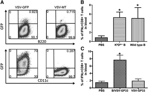 Figure 3. B cells are less susceptible to VSV infection than DCs, and virus-pulsed B cells do not directly present the target antigen. (A) Cultured B cells and DCs were infected with VSV-GFP or VSV-MT at an MOI of 25. After 24 hours, GFP expression was determined in combination with surface marker staining for B220 and CD11c. (B) Vac-GP33–primed mice were boosted with WT or KbDb−/− B cells loaded with VSV-GP33, or PBS as control. The magnitude of GP33-specific T-cell responses in blood was measured by intracellular cytokine staining 5 days after boosting (n = 5/group, *P < .01 compared with PBS control). (C) Vac-GP33–primed mice were boosted with B/VSV-GP33 or 2 × 106 PFU of VSV-GP33 or PBS as control. Boosted responses in blood were measured 5 days post-secondary vaccination. *Significantly higher CD8+ T-cell response compared with VSV alone and PBS control (P < .01). Data are representative of duplicate experiments using 5 mice per group. GFP, green fluorescent protein; PBS, phosphate-buffered saline.