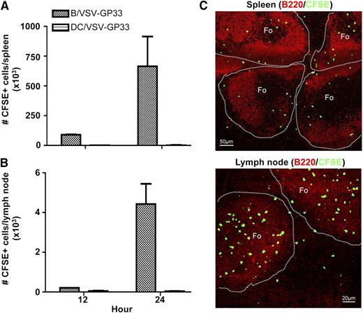 Figure 4. Injected B cells can be recovered in the secondary lymphoid organs and are primarily localized to the follicular regions. C57BL/6 mice were primed with Ad-GP33 and 14 days later, mice were given IV 3 × 106 CFSE-labeled B/VSV-GP33 or DC/VSV-GP33. Spleen (A) and lymph nodes (B) were harvested at 12 and 24 hours, and the number of recovered CFSE+ cells was determined by flow cytometry (n = 3/group). This experiment was repeated twice with similar results. Frozen sections from the same treatments described previously were stained with B220 (red) and imaged using a confocal microscope. (C) A representative of these images at the 24-hour time point. Photographs were taken using a confocal laser scanning microscope (LSM 510 Meta imaging system, Carl Zeiss) with a 10× (spleen) or 20× (lymph node) objective. Fo, follicle.