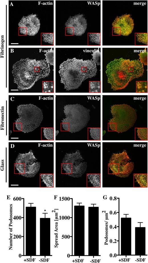 Figure 2. Mks form podosomes on different substrata. Cells were spread for 3 hours on 100 μg/mL fibrinogen or fibronectin-coated surfaces or on glass, and then fixed and stained for F-actin (red, phalloidin) and WASp (A, C, D) or vinculin (B) (green). The right panel of pictures shows the merge of both channels. Mks were spread for 3 hours on 100 μg/mL Horm collagen-coated surface ±250 ng/mL SDF. Cells were analyzed for (E) the number of podosomes, (F) cell surface area, and (G) podosomes per μm2. Scale bars represent 10 μm. Red square indicates enlarged area to highlight podosomes. Data are representative of at least 3 experiments.