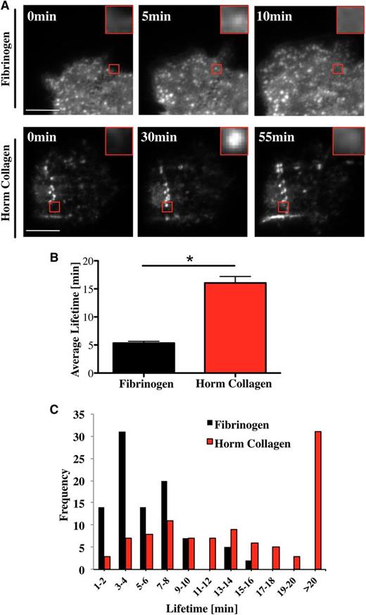Figure 4. Mk podosomes are longer-lived on collagen. (A) Lifeact-GFP cells were spread on 100 μg/mL fibrinogen (top images) or 100 μg/mL Horm collagen-coated surfaces (bottom images) and were imaged in real time with a TIRF microscope for 20 minutes (fibrinogen) and 2 hours (Horm collagen) using a 100× objective. Pictures were taken every 10 seconds (fibrinogen) or 20 seconds (Horm collagen). Red squares show enlarged single podosomes. (B) The average lifetime ±SEM was determined by measuring 100 podosomes in total of 10 different cells. Data were collected of 4 independent experiments. (C) Cumulative frequency analysis of podosome lifetime was completed in 2-minute intervals. A Student t test was used for the statistical analysis. Asterisk indicates significant difference with a P value < .05. Error bars indicate ±SEM. See also supplemental Movie 1 (podosomes on fibrinogen), supplemental Movie 2 (podosomes on collagen), and supplemental Movie 3 (WASp in podosomes on collagen).