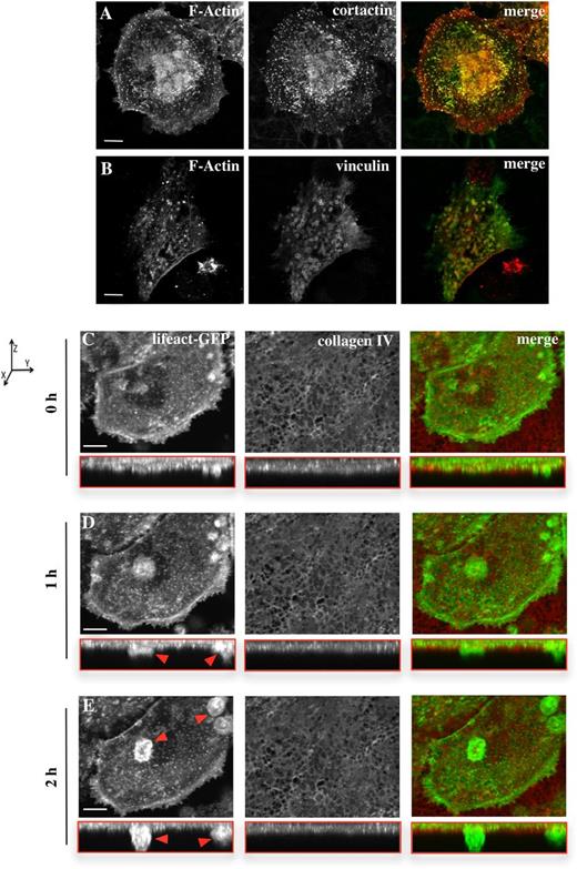 Figure 6. Mks form podosomes and protrusive actin-rich structures on a native basement membrane. Cells were spread for 3 hours on a native basement membrane and then fixed and stained for F-actin (red) and (A) cortactin or (B) vinculin (green). Based on the F-actin staining, the cell area of 20 cells per experiment was analyzed, resulting in an average cell size of 1586 ± 60 μm2. Data are representative of at least 3 experiments. The right column of images shows the merge of both channels. Scale bars represent 10 μm. (C-E) Real-time imaging of Lifeact-GFP Mks (green) was done for 5 hours, with pictures taken every 15 minutes, and the Mks were preincubated on the membrane for 2 hours. The membrane was prestained for collagen IV (red). Every time point shows the XY perspective and the XYZ perspective (shown in the red box). Images represent the maximum intensity projection of the taken z-stacks. Red arrows indicate actin-rich protrusion crossing the membrane. Axis graph shows direction of the XYZ perspectives. Images were taken with a confocal microscope using a 40× objective. Scale bar represents 20 μm. See also supplemental Movie 4.