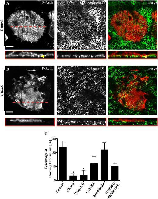 Figure 7. Mks use podosomes to cross a native basement membrane. Mks were spread for 3 hours on a native basement membrane fixed and stained for F-actin (red) and collagen IV (green). The right column of pictures shows the merge of both channels. Representative images are shown for (A) 0.1% DMSO used as control and (B) 20 μM CK666. Pictures show slice of taken z-stack from each treatment and the corresponding cross section, XYZ perspective. (C) The percentage of actin protrusions crossing the basement membrane was analyzed for different inhibitors; 20 μM CK666, 5 μM GM6001, 10 μM blebbistatin, 5 μM GM6001/10 μM blebbistatin, and WASp−/− Mks. Yellow arrowhead indicates actin-rich protrusion crossing the membrane. Red line represents position of cross section. The cross sections of at least 10 different cells were analyzed per experiment. Data are representative of at least 3 independent experiments. Images were taken with a confocal microscope using a 40× objective. Scale bars represent 20 μm. Statistical analysis was done by performing a 1-way analysis of variance. Asterisk indicates significant difference with a P value < .05. Error bars indicate ±SEM.