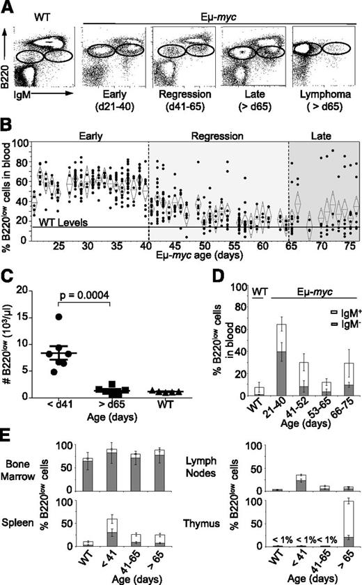 Figure 1. Spontaneous regression of B220low cells in the blood of Eμ-myc mice. (A) Blood tumor load was assessed by flow cytometry. Dot plots are representative of blood stained for B220 and IgM expression. Oval gates identify B220low populations in Eμ-myc mice. (B) Longitudinal analysis of tumor load in peripheral blood of Eμ-myc or WT mice. Each point (·) represents percentage of B220low cells in the blood of individual Eμ-myc mice. Mice were sacrificed after developing signs of disease. Diamond represents mean tumor load per time point and 95% confidence limit. Mean percentage of B220low cells in the blood of WT mice is represented by a black line. (C) Number of B220low cells in the peripheral blood of Eμ-myc or WT mice. Concentration of tumor cell in the blood was calculated by multiplying the number of blood lymphocytes determined by an animal blood counter and percentage of B220low blood cells assessed by flow cytometry. Data represent mean tumor load per time point and 95% confidence limit. (D) Percentage ± standard deviation (SD) of B220low cell subtypes in the blood of Eμ-myc mice (n = 10 per time-point) and WT mice (n = 5) at indicated age: IgM− (gray bars), IgM+ (white bars). (E) Longitudinal analysis of the B220low cells in spleen, thymus, bone marrow, and lymph node of Eμ-myc mice. Mean percentage ±SD of IgM−B220low (gray bars) and IgM+B220low (white bars) cells in the indicated organs of Eμ-myc mice (n = 10 per time point) and WT mice (n = 5) before 41 days of age (early), between 41 and 65 days of age (regression), and post–65 days of age (late) is shown. d, day.