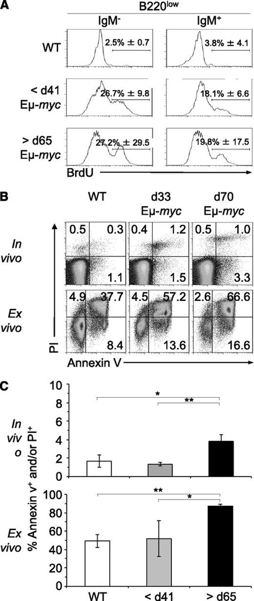 Figure 3. Regression is not caused by changes in the rate of proliferation of tumor cells. (A) B220low cells of Eμ-myc and WT mice were stained for IgM and examined for BrdU incorporation and DNA content by flow cytometry. Eμ-myc mice at 33 and 70 ± 2 days of age and WT mice were injected intraperitoneally with 2 mg BrdU, and B220low blood cells were analyzed for IgM expression and BrdU incorporation 18 hours later. Numbers in quadrants indicate mean percentage of BrdU+ cells ±SD in each. Dot plots are representative of 3 independent experiments. (B-C) Detection of apoptotic cells by PI and annexin V staining of B220low cells from blood of WT mice at 33 days of age and Eμ-myc mice at 33 and 70 ± 2 days of age (>5 n each; upper panels). B220low cells of WT and Eμ-myc mice were also cultured for 5 hours before staining with PI and annexin V (>5 n each; lower panels). PI- and/or annexin V–positive cells were considered apoptotic. P values are indicated as HP < .05 and HHP < .01. d, day.