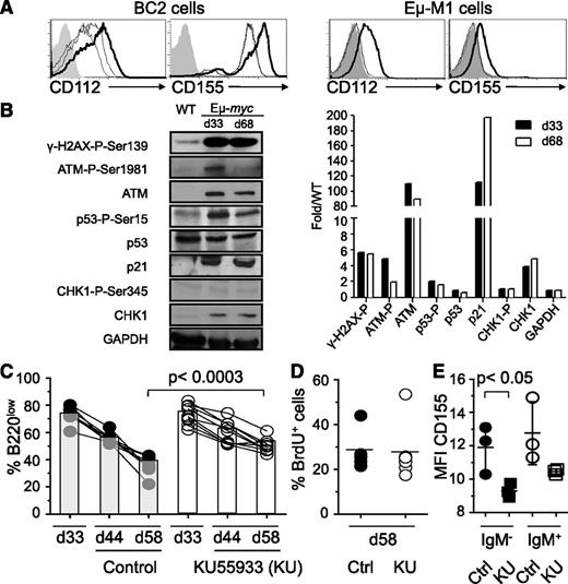Figure 6. Regression of B220low tumor cells in blood depends on the DNA damage response. (A) BC2 or Eμ-M1, cell lines derived from Eμ-myc mice, were treated with DMSO (fine line) or 10 μM Ara-C (bold line), a DNA-damaging agent, for 16 hours and stained for CD112 and CD155 expression. Some cells were pretreated with the 7.7 mM of the ATM/ATR inhibiting drug caffeine for 1 hour before treatment with Ara-C (dashed line) or DMSO (dotted line) for 16 hours. Filled histogram represents Ara-C–treated cells stained with isotype control. (B) Immunoblot analysis of purified B220low cells (>98% purity) from Eμ-myc mice at 33 and 68 ± 2 days of age or WT mice probed with antibodies for indicated DNA damage response markers. Levels were quantitated and normalized to WT levels (right panel). Shown is 1 out of 3 representative experiments. (C-E) Eμ-myc mice were injected intraperitoneally with 5 mg/kg KU55933 (n = 9) or vehicle (n = 8) at 37, 39, 47, 49, and 54 days of age. Percentage of B220low cells in the blood of an individual Eμ-myc mouse was determined at 33, 44, and 58 days of age by flow cytometry (C). KU55933-treated (open circles) or vehicle-treated (filled circles) mice also received 1 mg BrdU at 57 days of age. B220low tumor cells were stained for incorporation of BrdU and the percentage of BrdU+ B220low tumor cells was determined by flow cytometry at 58 days of age (D). Thirty hours after first injection of KU55933 (squares) or vehicle (circles), B220low cells were stained for CD155 and IgM expression. Mean fluorescence intensity of CD155 expression on IgM−B220low (filled symbols) and IgM+B220low (open symbols) cells is depicted (E). Statistical significance is indicated. Ctrl, control; d, day; MFI, mean fluorescence intensity.