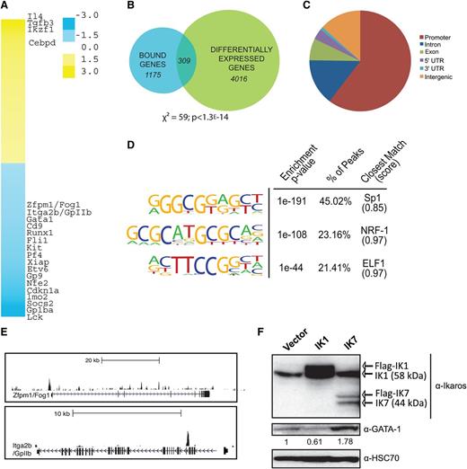 Figure 3. Ikaros binds and represses critical megakaryocytic genes. (A) Heatmap of the 4325 genes differentially expressed in 6133 cells overexpressing IK1. Selected genes of interest are shown. (B) Venn diagram of the overlap between bound and differentially expressed genes in 6133 cells overexpressing Ikaros. (C) Pie chart of the location of peaks relative to the 309 differentially expressed genes that are bound by Ikaros. Promoters are considered to be 2 kb upstream of the TSS. (D) De novo motif finding using 200 bp of sequence surrounding the peak center of the Ikaros peaks. A database of known transcription factor binding motifs was interrogated to find the closest match for each motif. The score indicates the similarity between the found motif and the motif in the database with 1 being a perfect match. (E) UCSC Genome Browser depiction of Ikaros chromatin occupancy in 6133 cells at selected megakaryocyte genes. (F) Western blot of Ikaros and GATA-1 expression in 6133 cells transduced with IK1, IK7, or GFP alone. HSC70 is included as a loading control. Quantification of band intensities relative to Hsc70 and normalized on protein extracted from cells transduced with the empty retroviral vector Migr1 are indicated (also see supplemental Figure 2B).