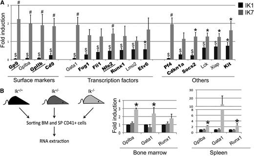 Figure 4. Validation of Ikaros targets in primary megakaryocytes. (A) Fold changes in expression of the selected Ikaros target genes in megakaryocytic cultures of bone marrow cells. IK1- or IK7-transduced whole bone marrow cells were GFP sorted at 48 hours and cultured under megakaryocytic conditions (SCF/THPO) for 3 days prior to RNA extraction. Genes bound by IK1 are in bold (defined as having >0, but <30 tags), and genes that are stringently bound (defined as having >30 tags) are bold and underlined. Means ± SD from 4 independent experiments are shown. *P ≤ .05; #P ≤ .01; $P ≤ .001. (B) Fold changes in expression of selected megakaryocytic genes in CD41-positive sorted cells isolated from 8- to 9-week-old wild-type, Ikaros+/−, and Ikaros-null mice. Means ± SD from 3 independent experiments are shown. *P ≤ .02 relative to Ik+/−.