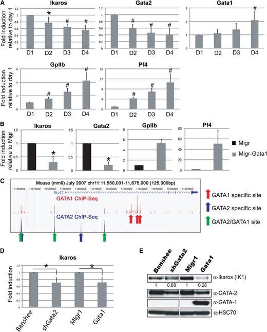 Figure 5. Ikaros expression is regulated by the GATA switch during megakaryopoiesis. (A) Lineage-negative wild-type bone marrow cells were grown in SCF/THPO media for 4 days and RNA extraction was performed each day. Expression of Ikaros, Gata2, and Gata1 were assessed by qRT-PCR analysis. Data were normalized to day 1. Means ± SD are shown from 4 independent experiments. *P < .05; #P ≤ .01. (B) G1ME cells were transduced with retroviral vectors Migr1 or Migr1-Gata1, GFP sorted, and cultured for 2 days prior to RNA extraction. Data are shown as means ± SD from 3 independent experiments. *P ≤ .005. (C) Genome browser picture of Ikzf1 locus with the indicated GATA-2 (dark blue), GATA-1 (red), and switch (green) binding sites. Data were extracted from GATA-2 and GATA-1 ChIP-Seq experiments.8 (D) qRT-PCR performed on RNA extracted from day 2 GFP-sorted G1ME transduced with banshee, banshee-shGata2, Migr1, and Migr1-Gata1 retroviral vectors. Means ± SD of triplicate experiments are shown. *P ≤ .01. (E) Western blots performed with nuclear extracts from day 2 GFP-sorted G1ME cells transduced with banshee, banshee-shGata2, Migr1, and Migr1-Gata1 retroviral vectors. Quantification of band intensities relative to Hsc70 and normalized to empty vector Banshee or Migr are indicated.