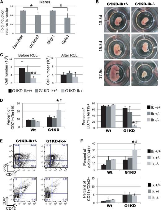 Figure 6. Functional interaction between Ikaros and Gata1 during fetal hematopoiesis. (A) GATA-2– and GATA-1–dependent Ikaros expression in 13.5-day G1KD fetal liver cells. qRT-PCR assays were performed on GFP-sorted 13.5-day G1KD FL cells transduced with banshee (empty vector), banshee-shGata2, Migr1, and Migr1-Gata1 retroviral vectors. Means ± SD from 5 to 6 independent experiments are shown. *P = .004; #P = .0007. (B) Images of G1KD-Ikaros-null and G1KD-Ik+/− fetuses at 3 different time points. (C) Histogram plots showing the cell numbers of E13.5 G1KD-Ikaros fetal livers before and after RCL. Data are shown as means ± SD (n = 5-6 fetal livers per group); *P < .001 relative to G1KD-Ikaros+/+. #P < .001 relative to G1KD-Ikaros+/−. (D) Bar graphs comparing the percentages of the CD71+/Ter119− and CD71+/Ter119+ positive cells of Ik+/+, Ik+/−, and Ik−/− fetal liver cells in a Gata1 Wt or G1KD background. Data are shown as means ± SD from 6 independent experiments; *P < .001 relative to G1KD-Ik+/+. #P < .001 relative to G1KD-Ik+/−. (E) Representative FACS plots of megakaryocytic subpopulations in E13.5 G1KD-Ik+/− and G1KD-Ik−/− fetal livers. (F) Histogram plots showing the increased percentage of the c-Kit+/CD41+ positive cells in the G1KD-Ik−/− E13.5 fetal livers. Data are shown as means ± SD from 7 independent experiments. *P < .001 relative to G1KD-Ik+/+; #P = .001 relative to G1KD-Ik+/−. RCL, red cell lysis; Wt, wild type.