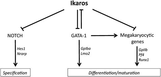 Figure 7. Regulation of megakaryopoiesis by Ikaros. We propose that Ikaros controls megakaryocytic development through 3 different mechanisms: Ikaros inhibits the NOTCH-induced megakaryocytic specification from hematopoietic progenitors, interferes with GATA-1 expression and function to inhibit differentiation and terminal maturation, and directly represses expression of several megakaryocytic genes.