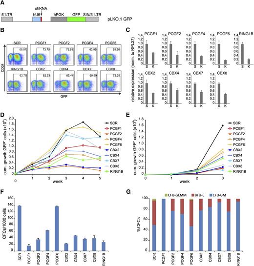 Figure 1. PRC1 paralog family members show lack of redundancy in human CD34+ cord blood (CB) cells. (A) Schematic representation of the lentiviral pLKO.1 GFP vector. (B) FACS analysis of transduced CD34+ CB cells at day 2 after transduction. (C) qPCR analyses of a representative experiment showing knockdown efficiency of the various shRNAs. SCR and the specified knockdown are indicated with “S” and “K,” respectively. Error bars indicate standard deviation of triplicate measurements. (D) Cumulative expansion of GFP+ cells in bone marrow stromal cocultures on MS5 cells. (E) Cumulative expansion of GFP+ cells in liquid culture assays. (F) The effects of knockdown of PRC1 members on progenitor frequencies (F) and subtype (G) as determined by CFC assays. cum., cumulative.