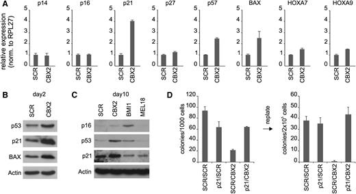 Figure 3. CBX2 knockdown induces p21 and p14ARF expression and p21 knockdown partially rescues the CBX2 knockdown phenotype. (A) qPCR analysis of mRNA levels in SCR and CBX2 knockdown cells from liquid cultures at day 4 after transduction. (B) Western blot analysis of shSCR/shCBX2-expressing cells at day 2 after transduction. (C) Western blot analysis of SCR, CBX2, BMI1, and MEL18 shRNA-expressing cells at day 10 after transduction. (D) CFC analysis of freshly transduced and replates of cells expressing SCRGFP/SCRCFP, p21GFP/SCRCFP, SCRGFP/CBX2CFP, or p21GFP/CBX2CFP shRNAs.
