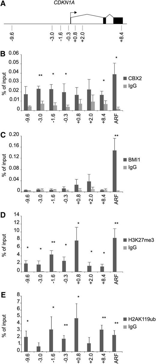 Figure 4. CBX2 directly targets the p21 gene in a BMI1-independent manner. (A) Schematic representation of the CDKN1A gene with locations of primers as indicated. (B) CBX2 ChIP analyses of prestimulated CB CD34+ cells on p21 gene and p14ARF promoter. (C) BMI1 ChIP on the p21 gene locus and the p14ARF promoter. (D) H3K27Me3 ChIP experiments showing enrichment across the p21 gene and the p14ARF promoter. (E) H2AK119ub ChIP analyses on the p21 and p14ARF loci. ChIP experiments are depicted as percentage of input and the data represent the average of 3 independent experiments on different CB batches. Statistical analysis was performed using Student t test. Mean ± standard deviation (*P < .05, **P < .005). IgG, immunoglobulin G.