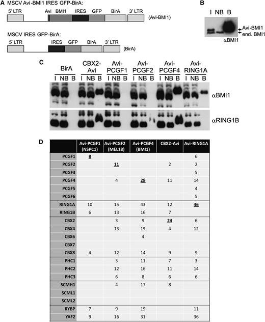 Figure 6. Proteomic analysis reveals mutually exclusivity of PRC1 paralog family members in PRC1 complexes. (A) Schematic representation of retroviral vectors expressing a bicistronic mRNA resulting in expression of Avi-tagged PCGF4/BMI1 and GFP-BirA. MSCV IRES GFP-BirA was used as a negative control. (B) Anti-BMI1 western blot showing input (I), nonbound (NB), and bound (B) fraction of streptavidin pullout of Avi-BMI1 from K562 cells stably expressing Avi-BMI1. (C) Western analyses showing input (I), nonbound (NB), and bound (B) fraction of BirA, CBX-Avi, Avi-PCGF1, Avi-PCGF2/MEL18, Avi-PCGF4/BMI1, and Avi-RING1A pullouts. Blot was stained using BMI1 and RING1B antibodies. (D) Table showing number of unique peptides of PcG proteins coprecipitated with Avi-PCGF1, Avi-PCGF2, Avi-PCGF4, CBX2-Avi, or Avi-RING1A.