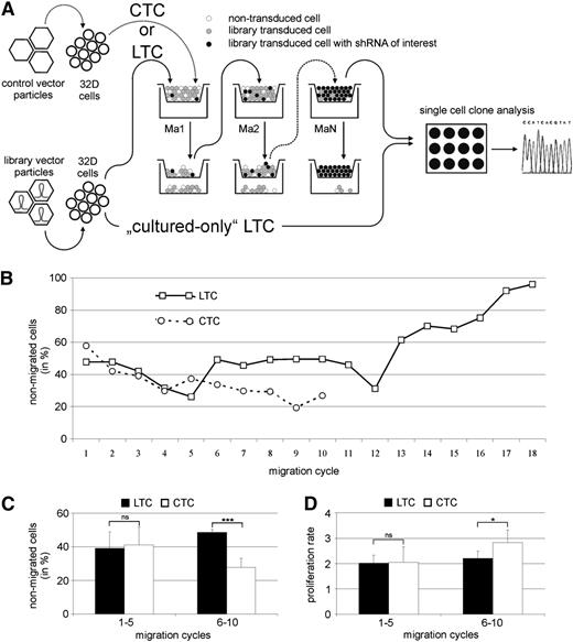 Figure 1. shRNA library screening assay to identify new regulators of hematopoietic cell migration. (A) The murine 32D cell line was transduced with library containing (LTC) or control (CTC) vector particles. shRNA library transduced and control transduced cells were selected based on the migratory capacity (Ma1). The nonmigrating cells were selected and used for migration on 18 consecutive days (MaN). shRNAs were identified in expanded single cell clones of the nonmigrated LTC by standard sequencing. A cultured-only LTC population was used as control. (B) After 18 rounds of migration, the population of nonmigrating LTC had increased to 96%. CTC demonstrated a constant high migration rate, resulting in too few remaining nonmigrated cells to continue the assay. (C) Although no significant difference in migration was observed between LTC and CTC during the first 5 migration cycles, the percent of nonmigrating cells significantly increased in the LTC during migration cycles 6 to 10. (D) CTC and LTC showed no significant difference in cell proliferation during migration cycles 1 to 5. During the next 5 migration cycles, the proliferation rate of CTC increased compared with LTC. *P < .05, ***P < .001. ns, not significant.