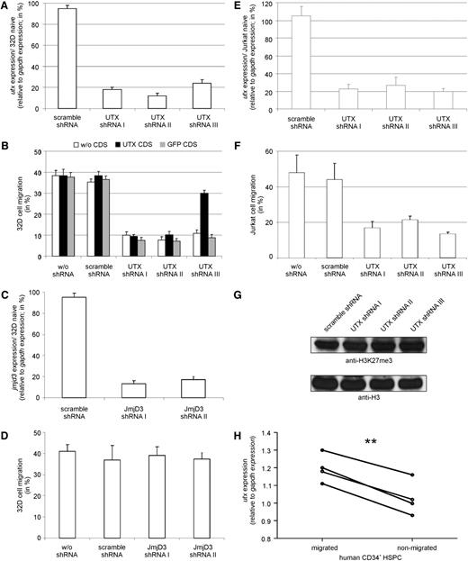 Figure 2. Validation of the regulatory role of UTX on hematopoietic cell migration. (A) UTX shRNA transduced 32D cells showed a significant reduction in UTX expression compared with scramble shRNA transduced 32D cells. (B) 32D cells containing UTX-specific shRNA demonstrated reduced migration compared with wildtype or scramble shRNA transduced 32D cells. Co-overexpression of UTX CDS rescued the migratory phenotype in 32D cells containing shRNA targeting 3′ UTR of UTX mRNA (shRNA-III) but not in 32D cells expressing UTX CDS specific shRNA (shRNA-I, shRNA-II). Coexpression of GFP CDS did not alter migration. (C) JMJD3 shRNA transduced 32D cells showed a significant reduction in JMJD3 expression compared with scramble shRNA transduced 32D cells. (D) 32D cells containing JMJD3 specific shRNA demonstrated no altered migration compared with wildtype or scramble shRNA transduced 32D cells. (E) UTX shRNA transduced Jurkat cells showed a significant reduction in UTX expression compared with scramble shRNA transduced Jurkat cells. (F) Jurkat cells containing UTX-specific shRNA demonstrated reduced migration compared with wildtype or scramble shRNA transduced 32D cells. (G) UTX shRNA transduced Jurkat cells showed no alteration in global level of tri-methylated histone 3 lysine 27 residue (H3K27me3) relative to histone 3 (H3) level compared with scramble shRNA transduced Jurkat cells. (H) Migrated human primary CD34+ hematopoietic stem and progenitor cells (HSPC) of 4 different donors showed significantly higher UTX expression levels than nonmigrated cells. **P < .01