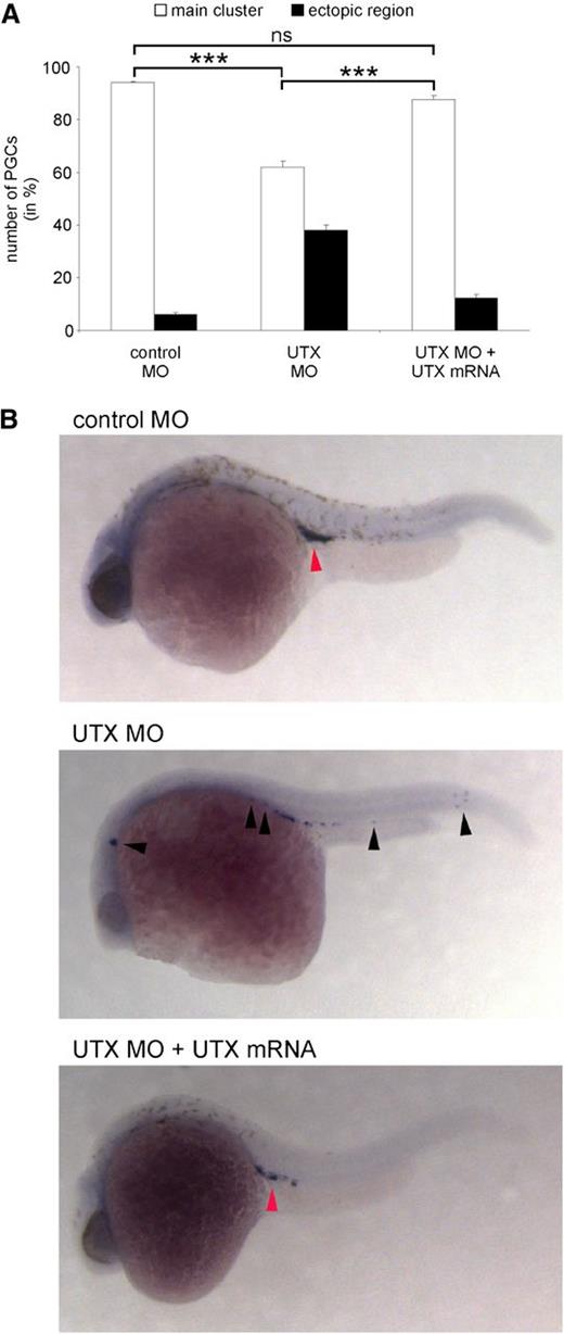 Figure 3. UTX expression is critical for PGC migration in zebrafish. (A) Treatment of zebrafish embryos at the 1-cell stage with UTX-specific morpholinos (UTX MO) resulted in significantly reduced migration of PGCs to the main cluster. Coinjection of MO-resistant UTX mRNA significantly restored migration of PGC to the main cluster. (B) Representative images of zebrafish embryos injected at the 1-cell stage with control MO, UTX MO, or UTX MO + MO-resistant UTX mRNA and stained for Vasa mRNA 24 hours after fertilization in situ. Red arrowhead indicates the normal position of the germ cell cluster in the embryo, whereas black arrowheads show ectopic positions. ***P < .001. MO, morpholino; ns, not significant.