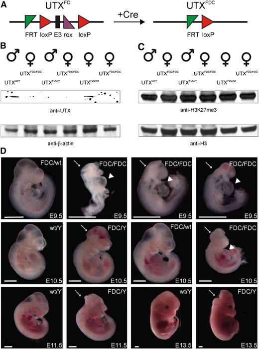 Figure 4. UTX expression is essential for embryonic development. (A) Schematic representation of the UTX conditional allele (UTXFD) and the conversion to the frameshifted KO allele (UTXFDC) after excision of exon 3 with Cre recombinase. (B) Western blot of littermate lysates from one UTXFDC/Y × UTXFDC/wt intercross showed efficient knockout of UTX. (C) UTX KO had no influence on the global level of the tri-methylated histone 3 lysine 27 residue (H3K27me3) relative to the histone 3 (H3) level in embryos derived from an UTXFDC/Y × UTXFDC/wt intercross. (D) Embryos isolated at different stages from UTXFDC/Y × UTXFDC/wt intercrosses. At E9.5 and E10.5, female UTXFDC/FDC embryos show growth retardation, cardiac malformations (arrowhead), and neural tube closure defects (arrow) and die between E11.5 and E13.5. A fraction of UTXFDC/Y male embryos exhibit cranioschisis at all analyzed stages. Scale bar, 1 mm.