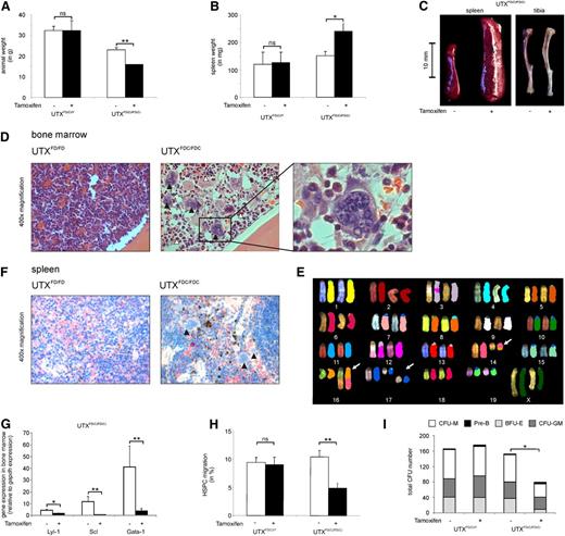 Figure 5. UTX expression is critical for HSPC cell migration and normal hematopoiesis. (A) Tamoxifen treatment of adult UTXFDC/FDC female mice results in significant weight loss compared with nontreated animals. Tamoxifen treatment had no effect on the body weight of UTXFDC/Y male mice. (B) Treatment of adult UTXFDC/FDC female mice results in a significant increase of spleen weight compared with nontreated animals. Tamoxifen treatment had no effect on spleen weight of UTXFDC/Y male mice. (C) Treatment of adult UTXFDC/FDC female mice results in anemic bones and a significant increase of spleen size compared with nontreated animals. Representative images of spleen and tibia are shown. (D) Bone marrow sections from adult UTXFDC/FDC female mice showed disturbed cell distribution with concomitant pronounced myeloid dysplasia. Images display an increased number of megakaryocytes with abnormal nuclear lobation (black arrowhead) and granulocytes with nuclear hyposegmentation (white arrowhead) in comparison with sections from UTXFD/FD female mice. Representative images from hematoxylin and eosin staining are shown. (E) Example of metaphase spreads from SKY analysis of UTXFDC/FDC bone marrow cells is given. The following chromosomal aberrations were evident: T(14B;16B?) and double-strand break of chromosome 17 (white arrows). (F) Spleens from adult UTXFDC/FDC female mice showed increased extramedullary hematopoiesis and megakaryocytes with abnormal nuclear lobation (black arrowhead). Representative images from chloracetate-esterase staining are shown. (G) Significantly reduced gene expression levels of the erythroid and megakaryocytic lineage-specific transcription factors LYL-1, SCL, and GATA-1 were observed in the bone marrow of UTXFDC/FDC mice compared with UTXFD/FD female mice. (H) HSPCs from Tamoxifen-treated adult UTXFDC/FDC female mice demonstrated a significantly reduced migration potential compared with HSPCs from nontreated animals. Tamoxifen treatment of UTXFDC/Y male mice did not influence the migration rate of HSPCs. (I) Bone marrow cells from Tamoxifen-treated adult UTXFDC/FDC female mice demonstrated a significantly reduced number of CFUs and an altered composition of CFUs compared to cells from UTXFD/FD, UTXFD/Y, and UTXFDC/Y animals, respectively. *P < .05, **P < .01. BFU-E, burst forming unit–erythroid; CFU-GM, granulocyte-macrophage progenitor; CFU-M, macrophage; ns, not significant; Pre-B, lymphoid progenitors.