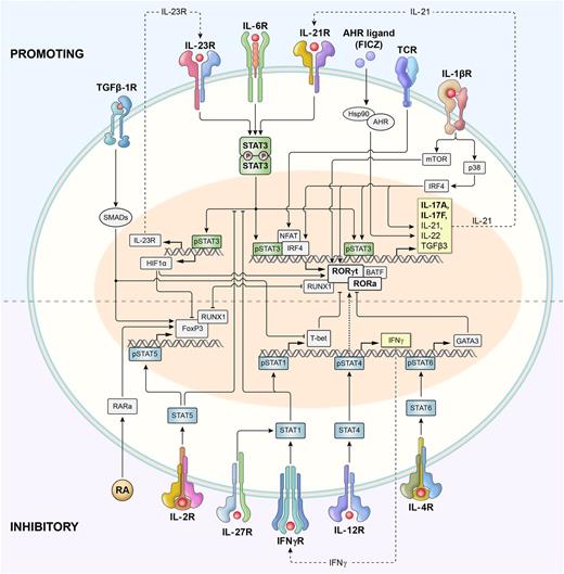 Figure 1. Schematic representation of signaling and transcriptional regulation of Th17 polarization. Th17 cells are induced upon T-cell receptor activation in the presence of cytokines that activate Stat3, including IL-6, IL-21, and IL-23. IL-12 and IFN-γ, which signal via Stat4 and Stat1, respectively, promote type 1 differentiation and inhibit Th17 polarization. However, IL-23 also activates Stat4 (not shown), and it remains perplexing that animals deficient in Stat4 have impaired functionality of Th17 cells. Similarly, IL-4 signaling via Stat6 inhibits Th17 polarization and promotes type 2 differentiation. Phosphorylated Stat3 (pStat3) binds to the promoter regions and activates transcription of genes encoding master regulators of Th17 polarization: rorc (encoding Rorγt) and rora (encoding Rora) transcription factors. Batf and Irf4 form a functional complex that plays a central role in Rorγt-mediated activation of the type 17 molecular signature.41 Together with pStat3, Rorγt and Rorα activate the expression of genes encoding canonical Th17-associated cytokines IL-17A and IL-17F, as well as IL-21, IL-22, and others. IL-6–induced activation of Stat3 also augments the expression of the IL-23 receptor (IL-23R), thus increasing the sensitivity of early Th17 cells to the polarizing effects of IL-23. pStat3 also induces expression of Hif1α, which inhibits FoxP3 and promotes Th17 differentiation. IL-21 secreted by early Th17 cells acts in a self-amplified autocrine loop via the IL-21 receptor. IL-1 promotes Th17 polarization via activities of p38 mitogen-activated protein kinase (MAPK) and the Akt/mTOR pathway. IL-1 also induces Irf4, which directly augments IL-21 secretion. Th17 polarization is also increased by activation of aryl hydrocarbon receptors (Ahr). TGF-β1 signals via Smads that most likely limit expression of genes encoding T-bet, Gata3, and other Th1- and Th2-associated factors, thus increasing Th17 differentiation. TGF-β1 signaling in conjunction with retinoic acid (RA) and IL-2–induced pStat5 promotes FoxP3 expression and Treg differentiation. RA has been shown to either limit or (in lower concentrations) augment Th17 polarization. pStat5 directly inhibits pStat3 binding to IL-17 promoter (not shown). Both FoxP3 and Rorγt form complexes with Runx1 and reciprocally regulate each other.