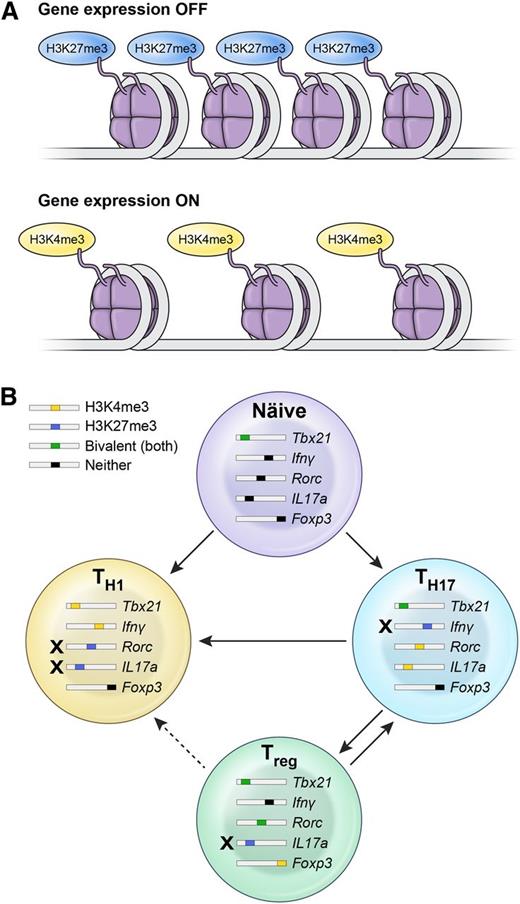 Figure 2. Epigenetic mechanisms explain the lineage relationship between Th17, Th1, and iTreg subsets. (A) Whether a particular gene is poised for expression or not is determined by the chromatin structure, as well as histone and DNA methylation states. Trimethylation of histone 3H on lysine 4 (H3K4me3) is considered permissive for gene expression, whereas trimethylation of lysine 27 on histone 3H (H3K27me3) is a marker of gene silencing. In some cases, both states can be found in a gene locus, thus making it susceptible for either expression or negative regulation. (B) Plasticity of Th1, Th17, and iTreg cells is constrained by the epigenetic status of genes encoding for the master transcriptional regulators of polarization and canonical cytokines. Th17 cells display permissive H3K4me3 histone modification over the rorc and il17 genes and bivalent, poised status over loci encoding for tbx21 and foxp3, thus substantiating the relative instability of this subset and its propensity to evolve into Th1 progeny. In contrast, Th1 cells display only repressive H3K27me3 methylation status over gene loci encoding for rorc and Il17, rendering them much more stable. iTregs are another relatively unstable subset that can acquire Th1 or Th17 properties, based on the poised bivalent status of type 1– or type 17–associated genes.