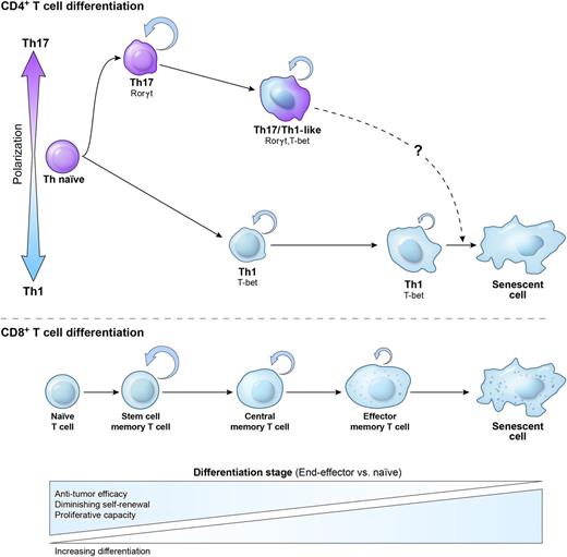 Figure 3. Relationship between Th1 and Th17 polarization and maturational stage of Th memory cells. The initial polarization of naïve CD4+ T cells into the Th1 or Th17 subset not only induces a canonical set of transcription factors and cytokines but also affects CD4+ T-cell plasticity and fate. Th17 cells are relatively more plastic and less terminally differentiated than their Th1 cell counterparts. This is reflected by the higher ability of Th17 cells to self-renew, generate a distinctive highly functional Th1-like Th17 progeny, and form long-term memory following the secondary antigen experience. Th1 cells rapidly acquire a senescent phenotype and molecular signature, are less functional, and display less ability for self-renewal and memory formation. The lower panel demonstrates a proposed relationship between polarized CD4+ Th cells and a model of linear CD8+ T-cell memory formation. Upon antigen stimulation CD8+, T cells progress from naïve via self-renewing early memory stem cells (TSCM), to central memory (TCM and TEM) cells, and to the senescent terminally differentiated cells with no self-renewal potential. In vivo antitumor efficacy of adoptively transferred cells used for immunotherapy of cancer inversely correlates with the maturational stage of T cells.