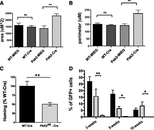 Figure 6. Pak2 is required for HSPC engraftment. (A-D) In vitro assays and homing of Pak2 cells. WT and Pak2fl/fl LSK were transduced with MIEG3 empty vector (MIEG3) or Cre-MIEG3+ (Cre) retrovirus. GFP+ LSK were isolated 48 hours later using fluorescence-activated cell sorter, and were stimulated with SDF-1α and plated on fibronectin-coated coverslips. Cre-transduced Pak2fl/fl LSK showed aberrant cell morphology compared with Pak2fl/fl transduced with MIEG3 and WT controls in response to stimulation with SDF-1α. The changes in cell shape were quantified by (A) total cell area (uM2) and (B) cell perimeter (uM). Data represent mean ± SEM (N = 7-19 cells analyzed per group). **P < .01. (C) LSK cells from WT and Pak2 fl/fl were transduced with MIEG3-Cre-EGFP virus. The 250 000 sorted GFP+ cells were injected into lethally irradiated mice. Homing of the transplanted cells was measured at 12 hours posttransplantation using bone marrow from the femur, tibia, and iliac crest. Pak2 homing efficiency is graphed as a percent of WT-Cre-transduced LSK. (N = 9). **P < .001. (D) 1.0 × 105 Pak2fl/fl + MIEG3 (black) cells, Pak2WT/WT +Cre-GFP (gray) cells, or Pak2fl/fl + Cre-GFP (white) cells were co-transplanted with 5.0 × 105 CD45.1 whole bone marrow into sublethally irradiated NOD-SCID recipient mice. Data represent mean ± SEM (N ≥ 6 recipients per genotype). *P < .05; **P < .01 of 2 independent experiments.