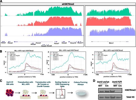 Figure 1. H3K79 methylation in MLL-AF6–transformed cells. (A) H3K79me2 profiles of select MLL-AF9 target genes: Hoxa cluster genes (left) Hox co-factor Meis1 (right). (B) Level and distribution of H3K79me2 profiles around the transcription start site (TSS) of MLL core targets (cyan lines) compared with 3 sets of size-matched, randomly chosen, highly expressed genes based on microarray data from MLL-AF6 leukemic bone marrow cells (gray lines). H3K79 methylation profiles of the highly expressed and nonexpressed control genes are depicted with red and blue lines respectively. Each panel represents data from an independently derived, MLL-AF6–driven murine leukemia. (C) Schematic depiction of experimental design. (D) Western blot showing a marked decrease in H3K79me2 methylation 6 days after transduction with the Cre recombinase compared with control vector (Mi-Tomato)-transduced cells.