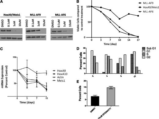 Figure 3. Selective inhibition of MLL-AF6–transformed cells by EPZ004777. (A) Inhibition of cellular H3K79me2 levels in MLL-AF6, MLL-AF9, or Hoxa9/Meis1a transformed hematopoietic progenitor cells following 7 days of treatment with the indicated concentrations of EPZ004777 as measured by immunoblot analysis of extracted histones with an anti-H3K79me2 antibody. (B) Representative results from the growth kinetics of MLL-AF6, MLL-AF9, and HoxA9/Meis1a transformed murine bone marrow cells exposed to 10 µM of EPZ004777. Viable cells were counted and replated at equal cell numbers in fresh media with fresh compound every 3-4 days. Results were plotted as percentage of split-adjusted viable cells in the presence of 10 µM EPZ004777 compared with dimethylsulfoxide (DMSO) vehicle control. Results are representative of 3 independent experiments. (C) Time course of HoxA9 and Meis1 mRNA expression in MLL-AF6–transformed cells over 10 days of incubation with 10 µM EPZ004777 as measured by quantitative real-time PCR. Expression levels were normalized to Gapdh and expressed relative to those at d 0 (set to 100%). Error bars represent the standard error of the mean (n = 3 independent experiments). (D) Representative graph of cell cycle changes (BrdU/7-AAD flow cytometry) in MLL-AF6–transformed bone marrow cells after being treated with 10 µM EPZ004777 for 0, 4, 8, or 10 days. Similar results were obtained in 2 independent experiments. (E) Annexin V staining in MLL-AF6–transformed bone marrow cells 10 days after treatment with 10 µM EPZ004777 or DMSO control (n = 2 independent experiments). Error bars represent standard error of the mean.