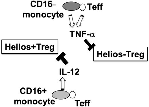 Figure 6. Hypothetical model of differential regulation of Helios+/− Treg development by monocyte subsets. Interaction of T effector (Teff) with CD16− monocyte subset results in expression of TNF-α, which in turn inhibits Helios− Treg development, whereas T cell–CD16+ monocyte interactions trigger IL-12 expression, which inhibits Helios+ Treg proliferative responses.