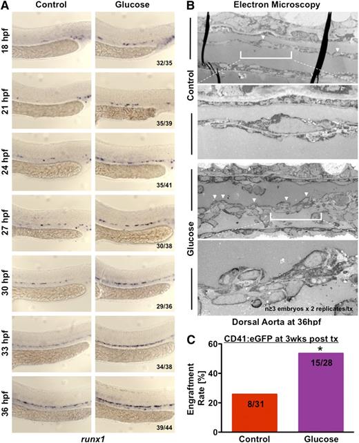 Figure 2. Glucose accelerates the onset and output of definitive hematopoiesis in the AGM. (A) Time-course analysis by in situ hybridization for runx1 in 3-hour intervals from 18 to 36 hpf revealed earlier and enhanced expression after glucose exposure (n ≥ 35/tx). (B) Electron microscopy of sagittal sections of embryos at 36 hpf revealed increased budding (arrowheads) of hemogenic endothelial cells (HSCs) from the ventral wall of the dorsal aorta (magnification: ×1200, top panels; ×10 000, bottom panels). (C) Transplantation of AGM cells from glucose-exposed CD41:eGFP embryos into irradiated adult WT recipients led to increased engraftment, as indicated by the fraction of recipients containing GFP+ cells by fluorescence microscopy 3 weeks after transplantation (t test, *P < .05, n = 28-31).