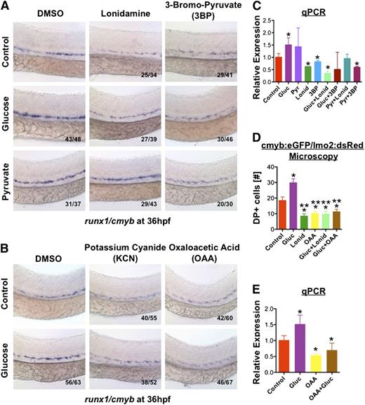 Figure 4. Glucose levels influence HSC formation via increased energy metabolism. (A) Hexokinase inhibitors lonidamine (lonid; 10μM) and 3BP (20μM) decreased runx1/cymb staining and eliminated the effect of glucose on HSCs; addition of pyruvate (pyr; 1%) rescued the block in HSC formation elicited by lonid, but not 3BP, which inhibits both glycolysis and oxidative phosphorylation (n ≥ 30/tx). (B) Treatment with electron transport chain inhibitors potassium cyanide (KCN) (100μM) and OAA (50μM) decreased HSC gene expression and blocked the effect of glucose (n ≥ 50/tx). (C) Quantitative analysis of runx1 expression confirms the impact of hexokinase inhibition on mitigating the effect of glucose on HSCs (ANOVA, P < .05, n = 3). (D) Quantitative analysis of double-positive (DP) cells in the AGM by fluorescence microscopy of cmyb:eGFP;lmo2:dsRed transgenic embryos confirms the observed inhibitory effects of lonid and OAA in vivo (t test, *P < .01 vs con, **P < .001 vs gluc, n = 5). (E) The ability of OAA to eliminate the impact of glucose on runx1 expression was corroborated by qPCR (ANOVA, *P < .05, n = 3).
