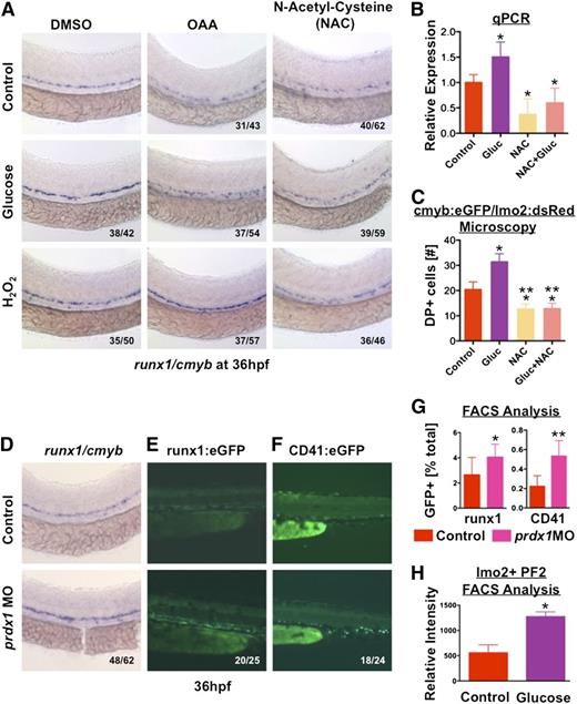 Figure 5. ROS produced by mitochondrial activity cause HSC expansion. (A) Treatment with the antioxidant NAC (10μM) reduced HSC formation and blocked the effect of glucose. Addition of exogenous hydrogen peroxide (0.05% H2O2) rescued HSC formation in OAA-treated embryos (n > 40/tx). (B) qPCR for runx1 expression confirmed the inhibitory impact of NAC exposure (ANOVA, P < .05, n = 3). (C) Quantitative analysis of double-positive (DP) cells in the AGM of cmyb:eGFP;lmo2:dsRed transgenic embryos by fluorescence microscopy confirms the inhibitory impact of NAC on HSC formation in vivo (t test, *P < .02 vs con, **P < .001 vs gluc, n = 5). (D-F) Morpholino knockdown of the endogenous metabolic antioxidant enzyme, peroxiredoxin (prdx1, 25μM) increased HSC formation as determined by (D) runx1/cmyb in situ hybridization, and observed in (E) runx1:eGFP and (F) CD41:eGFP transgenic zebrafish (n > 20/tx). (G) Quantification of runx1:eGFP and CD41:eGFP+ cells in prdx1 morphants by FACS revealed significant changes compared with controls (runx1: control 2.65% ± 1.38%; prdx1 MO 4.06% ± 1.02%, t test, *P = .023, n ≥ 9; CD41: control 0.22 ± 0.11%; prdx1 MO 0.533 ± 0.16%; t test, **P < .001, n = 10). (H) PF2 fluorescence intensity quantified by FACS in lmo2:dsRed endothelial cells revealed significantly increased ROS production after 1% glucose exposure (t test, *P < .0001, n = 4).