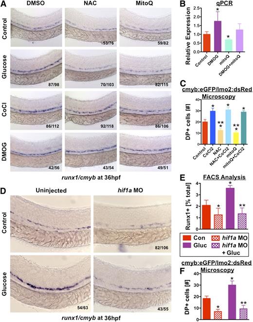 Figure 6. Hif1α activity induced by elevated ROS mediates the effect of glucose metabolism on HSCs. (A) Exposure to CoCl2 (500μM) or the hif1α prolyl hydroxylase inhibitor DMOG (500μM) expanded runx1/cmyb expression and rescued the impairment of HSC formation induced by antioxidants NAC and mitoQ (n > 50/tx). (B) qPCR demonstrated the effect of DMOG in enhancing runx1 expression and rescuing the effect of mitoQ exposure on HSCs (ANOVA, *P < .05, n = 3). (C) Fluorescent analysis of double-positive (DP) AGM cells in cmyb:eGFP;lmo2:dsRed transgenic embryos confirmed the positive impact of CoCl2 on HSC formation in vivo that rescued the inhibitory effects of the antioxidants NAC and mitoQ (t test, *P < .01 vs con, **P < .001 vs CoCl2, n = 5). (D) hif1a-MO knockdown decreased runx1/cmyb expression and blocked the effect of glucose on HSCs (43↓/55). (E) FACS quantification of runx1:eGFP+ cells following hif1a-MO knockdown revealed reduced HSC formation in the presence and absence of glucose (t test, *P < .001 vs con, **P < .001 vs gluc, n = 12). (F) Quantitative analysis of fluorescence microscopy images of cmyb:eGFP;lmo2:dsRed reporter embryos revealed the negative impact on HSCs of loss of hif1α function by morpholino knockdown could not be rescued by glucose exposure (t test, *P < .002 vs control, **P < .0001 vs glucose, n = 5).