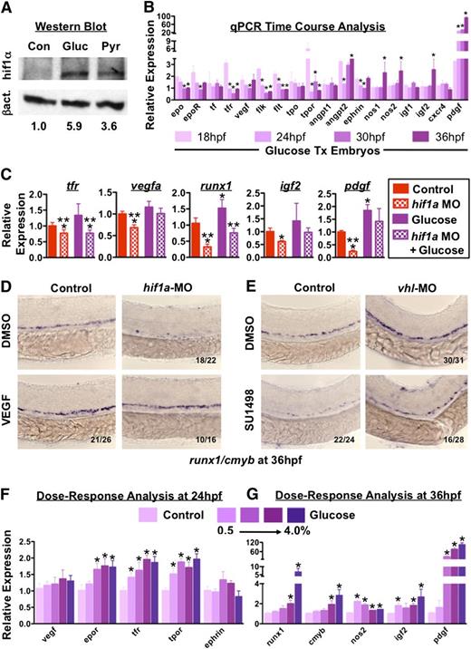 Figure 7. Downstream targets of hif1α are temporally regulated to modulate HSC induction to match nutrient availability. (A) Western blot analysis of whole-embryo homogenates showed increased hif1α levels (top band) following exposure to glucose or pyruvate compared with untreated controls. β-actin is shown as a loading control (bottom band). Normalized quantification is below. (B) Analysis of temporal variation of gene expression from 18 to 36 hpf in glucose-treated embryos normalized pairwise to controls at each time point revealed enhanced induction of erythropoietic genes at early time points, and later induction of genes involved in definitive HSC development in response to glucose (t test vs 18 hpf, *P < .05, n = 3). (C) qPCR analysis indicated that functional hif1a is required to mediate the full effect of glucose exposure on hematopoietic-relevant targets (t test, * vs control, ** vs glucose, P < .05, n = 3). (D-E) Epistasis analysis demonstrated that (D) exogenous VEGF (10μM) could partially rescue a hif1a-MO knockdown on HSCs. (E) Elevations in runx1/cmyb expression mediated by loss of the negative hif1α regulator vhl by MO knockdown can be partially blocked if VEGF signaling is inhibited using SU1498 (10μM, n > 15/tx). (F) qPCR analysis following exposure to increasing glucose concentrations (0.5%-4%) in the fish water revealed a dose-dependent increase in genes involved in vascular and erythroid formation (ANOVA, P < .05, n = 3) at 24 hpf. (G) qPCR at 36 hpf following exposure to increasing glucose concentrations demonstrated increased expression of runx1, cmyb, and hif1α targets associated with definitive hematopoiesis (nos2, igf2, pdgf; ANOVA, P < .05, n = 3).