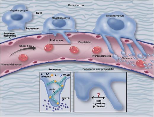A hypothetical model showing bone marrow megakaryocytes transitioning (left to right) from the endosteal to vascular niche generating podosome structures in response to ECM and vascular sinusoidal basement membrane. When megakaryocytes breach the basement membrane, they extend proplatelet arms through the sinusoidal endothelium into the bloodstream. In response to ECM cues, megakaryocytes generate classical podosome structures containing actin cores induced by Arp2/3 and WASp (bottom left). These podosome structures degrade ECM and basement membrane via secreted and/or transmembrane MMPs. Putative crosstalk between these protease releasing structures and proplatelet arms extending into vessels (bottom right) remains to be determined. Professional illustration by Marie Dauenheimer.